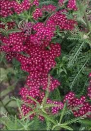 713. Pelašķis (Achillea millefolium) 'Cassis" (1 l pods)